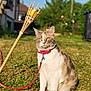 Tracy a rejoint le concours — aidez-le/la à gagner de superbes lots ! animal, background_blur, bamboo, calm, cat, closeup, collar, daylight, domestic_cat, feline, garden, grass, greenery, leash, nature, outdoor, pet, sitting, sunlight, tiki_torch