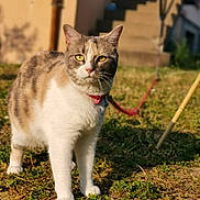Tracy a rejoint le concours — aidez-le/la à gagner de superbes lots ! alert, animal, blurred_background, cat, closeup, collar, daylight, domestic_animal, feline, fur, grass, mammal, nature, outdoor, pet, red_collar, standing, sunlight, whiskers, yellow_eyes