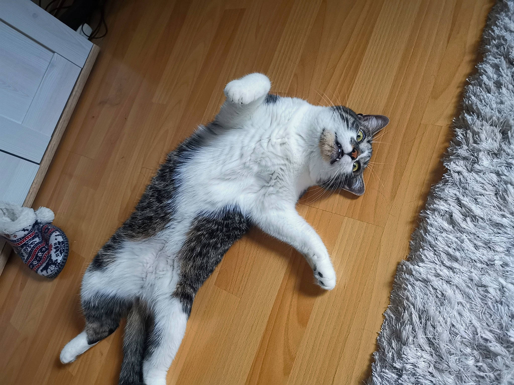 Rio participe au concours pour gagner de l'argent avec cette photo : carnivore, cat, comfort, companion_dog, dog_breed, domestic_short_haired_cat, felidae, floor, flooring, fur, grey, hardwood, laminate_flooring, paw, small_to_medium_sized_cats, tail, whiskers, wood, wood_flooring, wood_stain