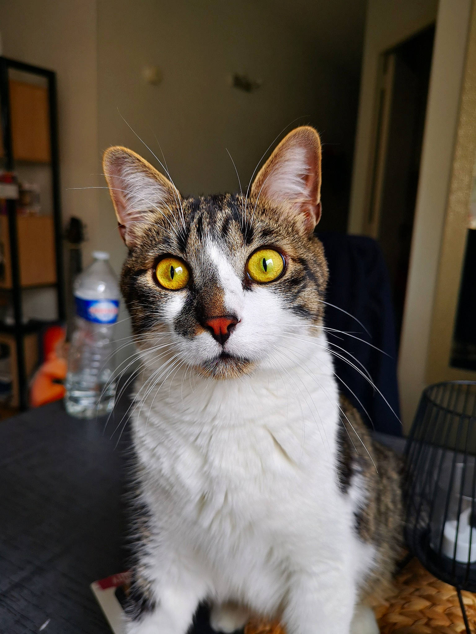 Rio participe au concours pour gagner de l'argent avec cette photo : bookcase, bottle, carnivore, cat, collar, domestic_short_haired_cat, felidae, fur, paw, picture_frame, shelf, small_to_medium_sized_cats, snout, tail, whiskers, window