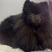 Tinou a rejoint le concours — aidez-le/la à gagner de superbes lots ! animal, black_dog, companion, cute, dog, domestic_animal, fluffy, furry, home, indoor, lying_down, pet, plant, pomeranian, relaxed, small_dog, soft_surface, television, watching, white_blanket