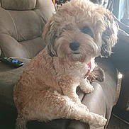 Pearl is registered to the contest to win money with this photo: animal, armrest, brown, carpet, casual, companion, cozy, curious, curly_fur, dog, domestic, furniture, indoor, living_room, person, pet, recliner, relaxed, remote_control, seated