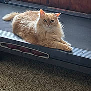 Nala is registered to the contest to win money with this photo: cat, orange_cat, fluffy, treadmill, carpet, wood_paneling, indoor, pet, animal, feline, relaxed, lying_down, looking_at_camera, home, cozy, fur, whiskers, ears, paws, domestic