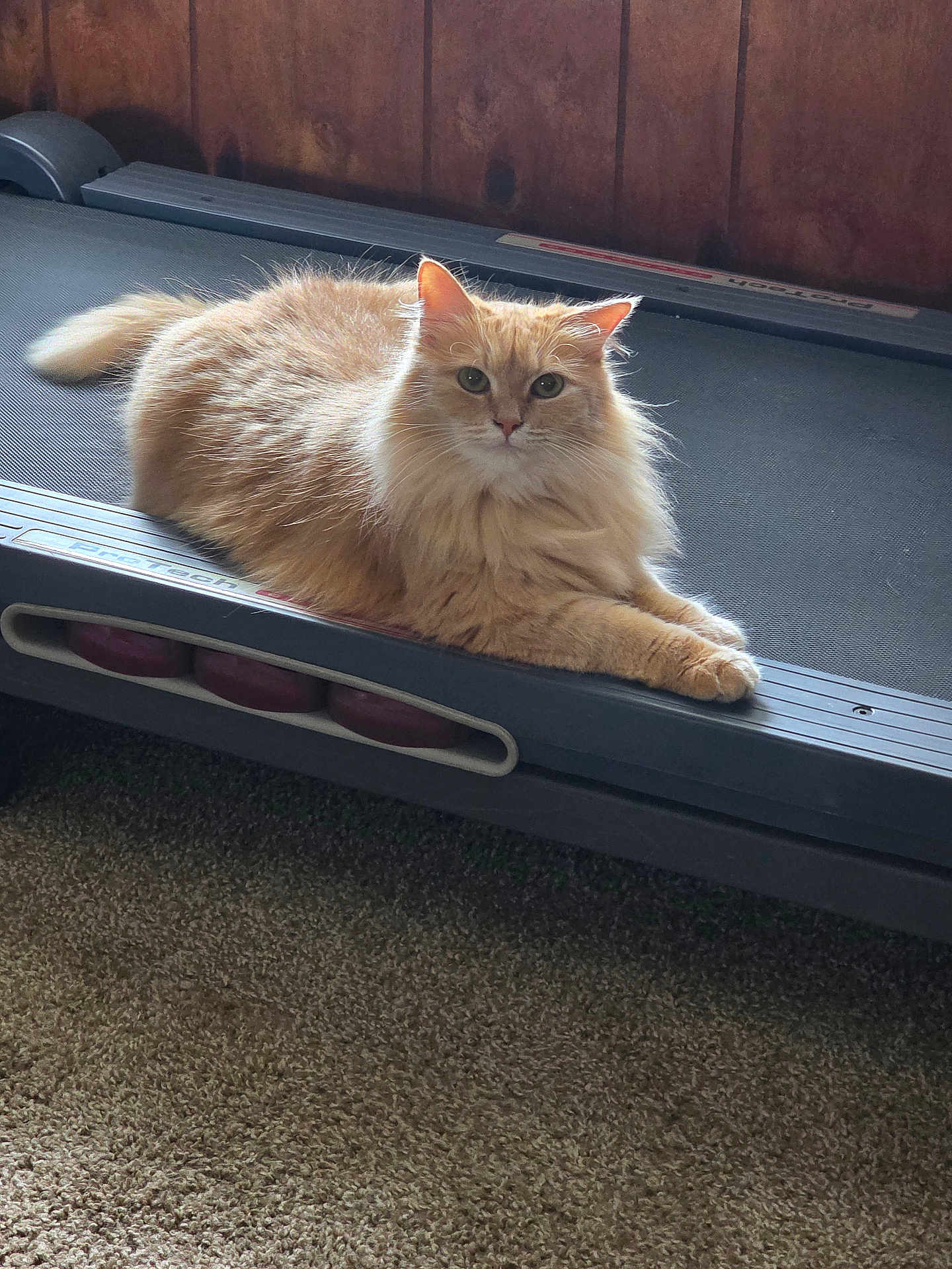 Nala is registered to the contest to win money with this photo: cat, orange_cat, fluffy, treadmill, carpet, wood_paneling, indoor, pet, animal, feline, relaxed, lying_down, looking_at_camera, home, cozy, fur, whiskers, ears, paws, domestic