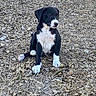 puppy, dog, black_and_white, sitting, outdoor, dry_leaves, nature, curious, young_dog, animal, pet, ground, fur, four_legs, ears, snout, white_paws, black_fur, side_view, canine