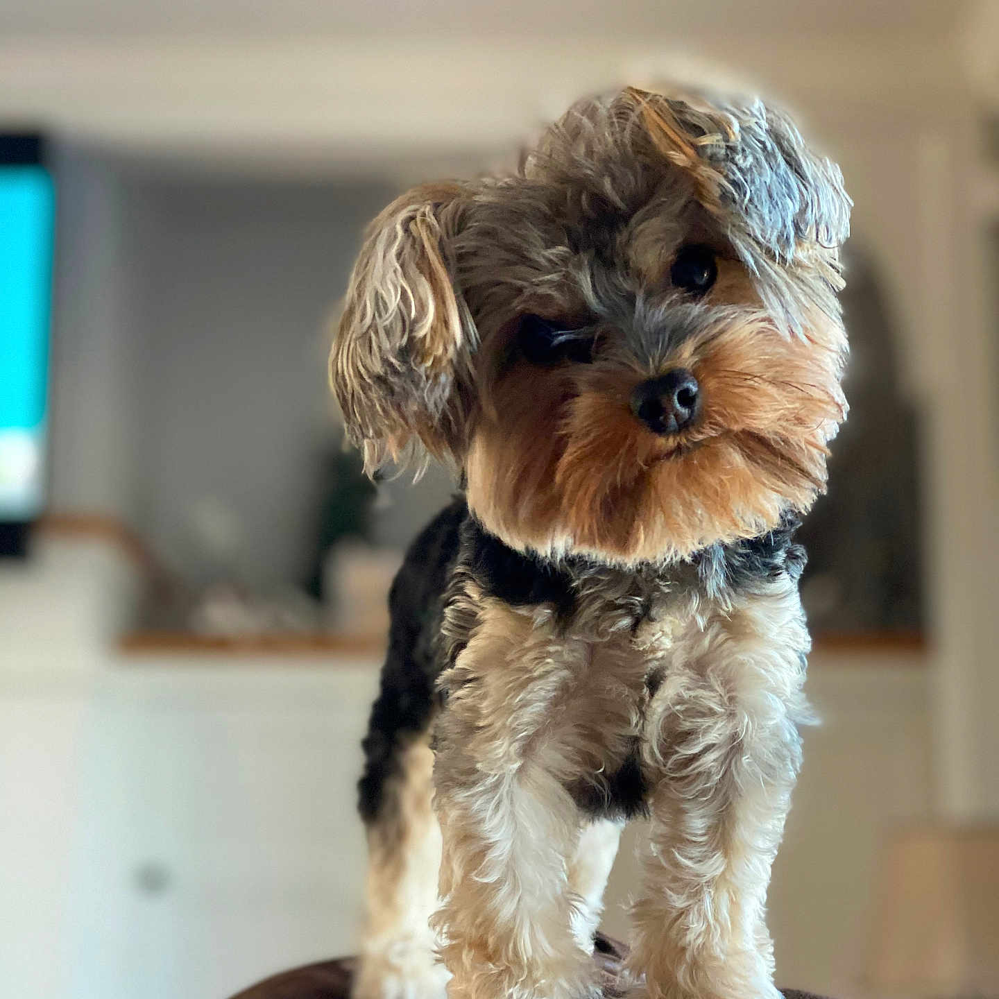 Buttons joined the competition — help win amazing prizes! affenpinscher, airedale, animal, canine, cockerspaniel, computerhardware, couch, dog, electronics, furniture, hardware, monitor, pet, poodle, puppy, screen, terrier, whitedog