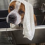 animal, bath, brown, dog, ears, expression, face, floor, fur, head, indoor, looking, nose, pet, sad, sink, stainless_steel, towel, wet, white
