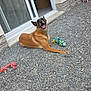 N'J a rejoint le concours — aidez-le/la à gagner de superbes lots ! dog, smiling, outdoor, gravel, toy, rope_toy, door, house, pet, animal, playful, brown_dog, happy, resting, daylight, canine, open_door, relaxed, tongue_out, ears_up