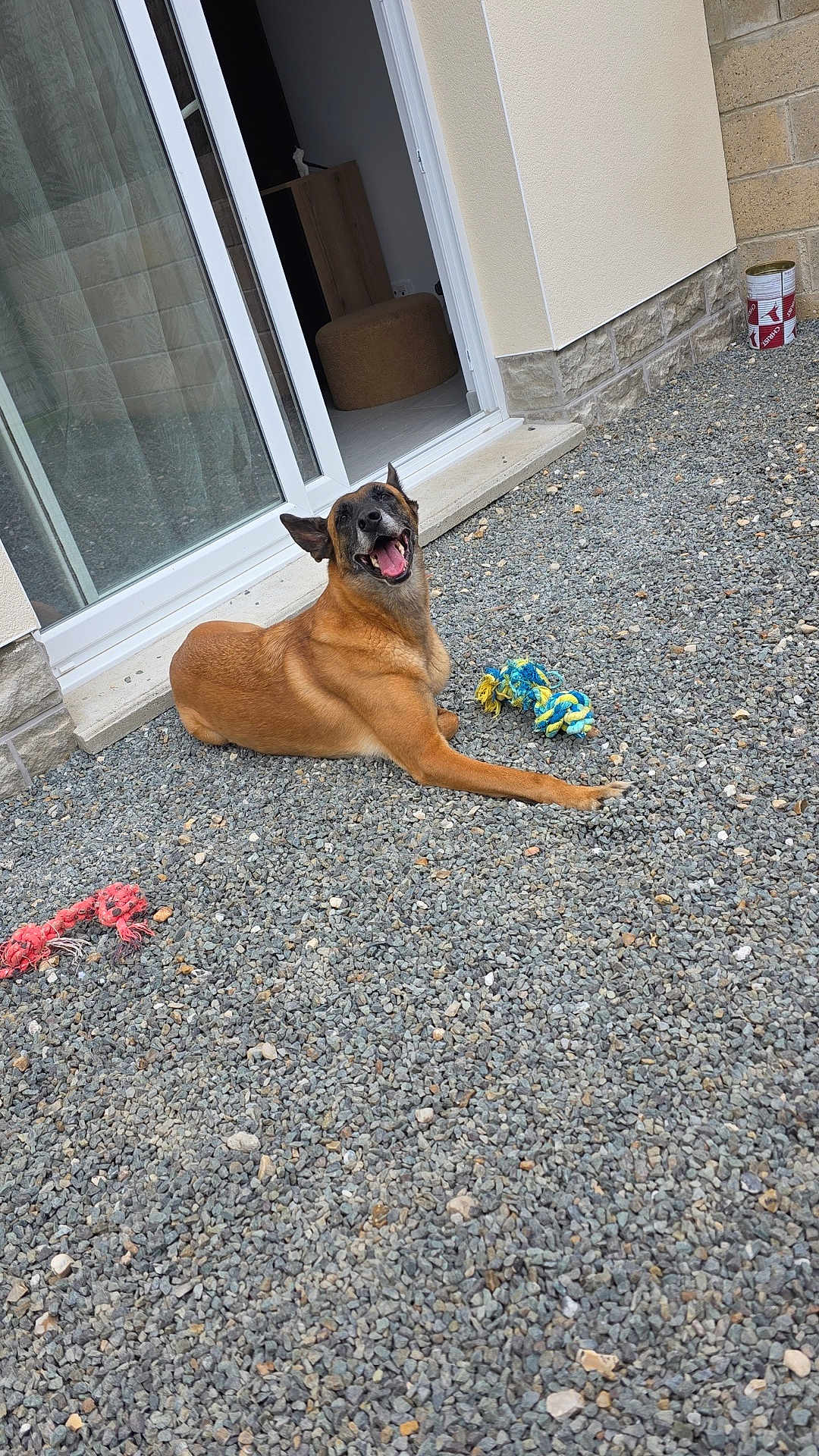 N'J a rejoint le concours — aidez-le/la à gagner de superbes lots ! dog, smiling, outdoor, gravel, toy, rope_toy, door, house, pet, animal, playful, brown_dog, happy, resting, daylight, canine, open_door, relaxed, tongue_out, ears_up