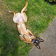 N'J a rejoint le concours — aidez-le/la à gagner de superbes lots ! dog, grass, outdoor, playful, pet, canine, happy, ears, tongue, fur, paws, sidewalk, nature, animal, summer, relaxed, smiling, tongue_out, greenery, daylight