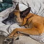 N'J participe au concours pour gagner de l'argent avec cette photo : animal, bed, black, blanket, brown, canine, comfort, cozy, cushion, dog, domestic, ears, fur, indoors, paw, pet, quiet, relaxed, resting, sleeping
