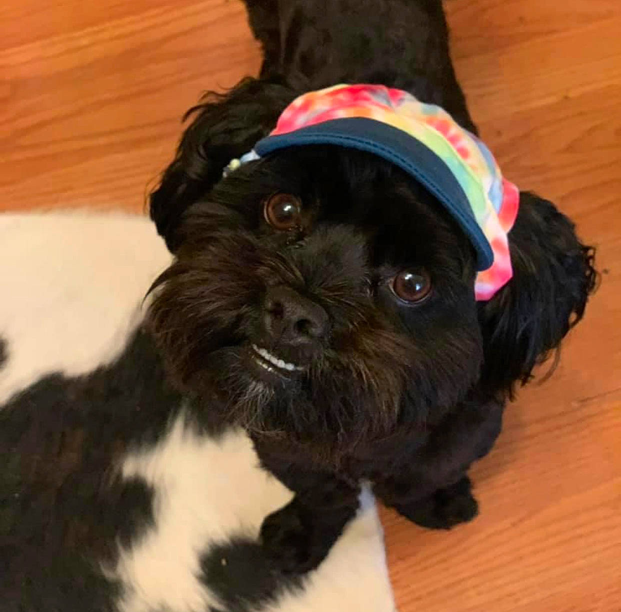 Hudson Eugene joined the competition — help win amazing prizes! canidae, carnivore, collar, companion_dog, dog, dog_breed, dog_collar, dog_supply, fur, hardwood, liver, pet_supply, snout, sporting_group, terrier, toy, toy_dog, water_dog, wood, working_animal