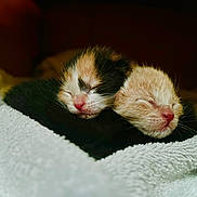 Poptart And Daisy is registered to the contest to win money with this photo: adorable, animal, cat, closeup, cozy, cute, fur, indoor, kitten, newborn, peaceful, pet, pink_nose, resting, sleeping, snuggling, soft, towel, warm, young