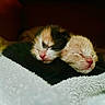 adorable, animal, cat, closeup, cozy, cute, fur, indoor, kitten, newborn, peaceful, pet, pink_nose, resting, sleeping, snuggling, soft, towel, warm, young