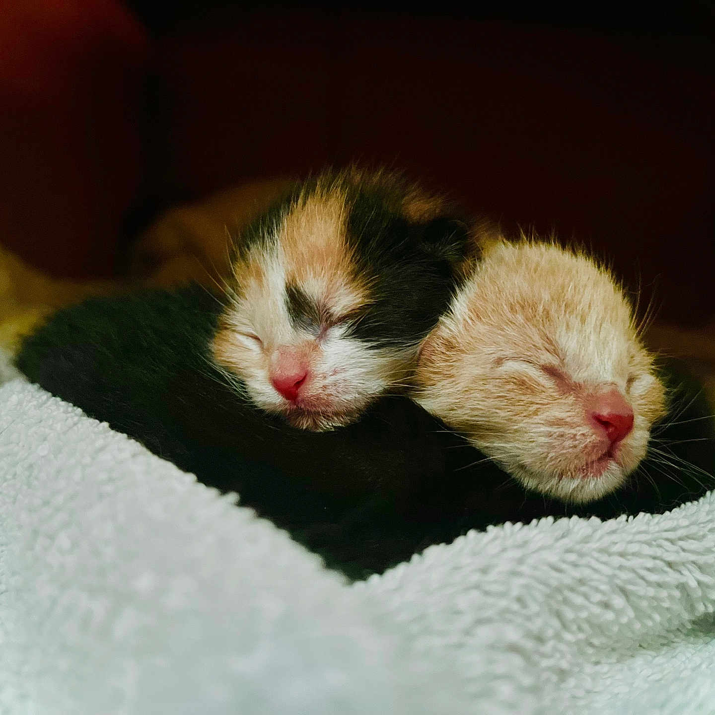 Poptart And Daisy is registered to the contest to win money with this photo: adorable, animal, cat, closeup, cozy, cute, fur, indoor, kitten, newborn, peaceful, pet, pink_nose, resting, sleeping, snuggling, soft, towel, warm, young