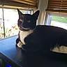 Marge joined the competition — help win amazing prizes! animal, black_and_white, blinds, cat, curious, domestic_cat, ears, feline, houseplant, indoor, looking_outside, pet, quiet, relaxed, resting, sunlight, table, tuxedo_cat, whiskers, window