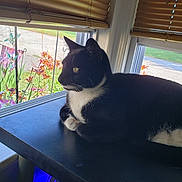 Marge is registered to the contest to win money with this photo: animal, black_and_white, blinds, cat, domestic_cat, ears, feline, flowers, greenery, indoor, looking_out, nature_outside, paws, pets, resting, sunlight, table, tuxedo_cat, whiskers, window