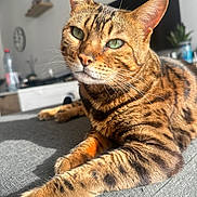 Oïka a rejoint le concours — aidez-le/la à gagner de superbes lots ! cat, bengal_cat, feline, pet, animal, green_eyes, fur, striped, spotted, relaxing, couch, indoor, sunlight, shadow, whiskers, closeup, portrait, living_room, furniture, domestic_animal