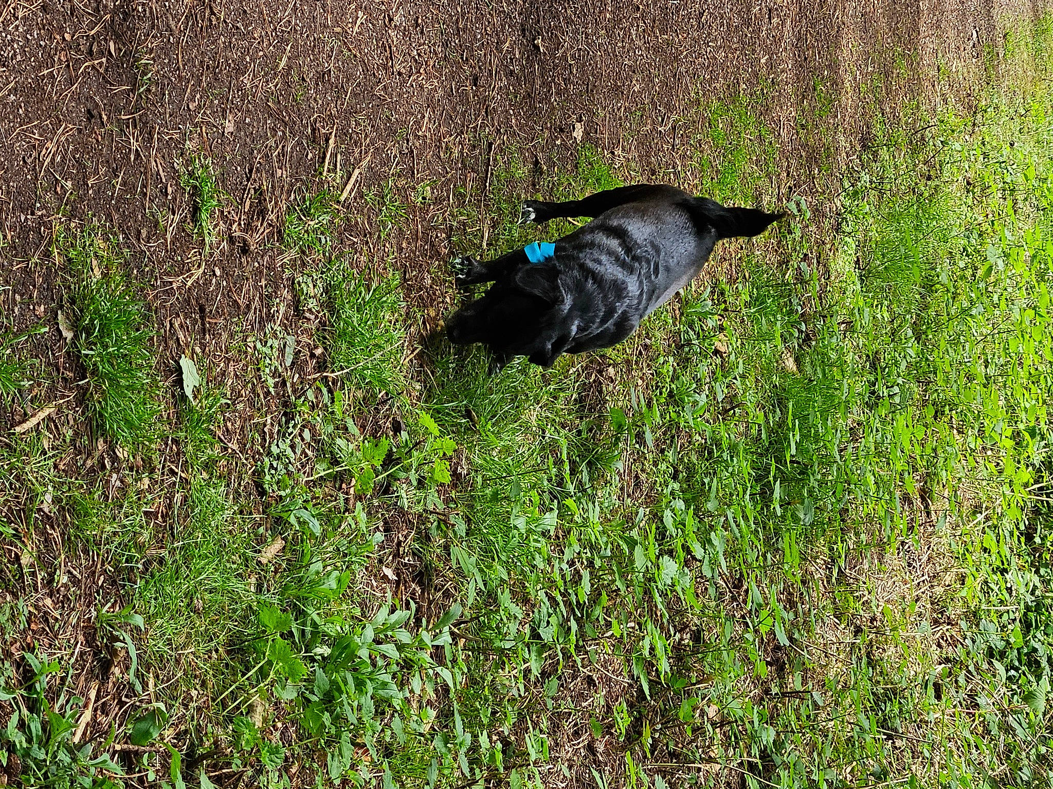 Ruby joined the competition — help win amazing prizes! beak, bird, electric_blue, feather, grass, grassland, groundcover, herbaceous_plant, meadow, natural_landscape, natural_material, pasture, perching_bird, plant, prairie, shrub, shrubland, tail, terrestrial_animal, wing