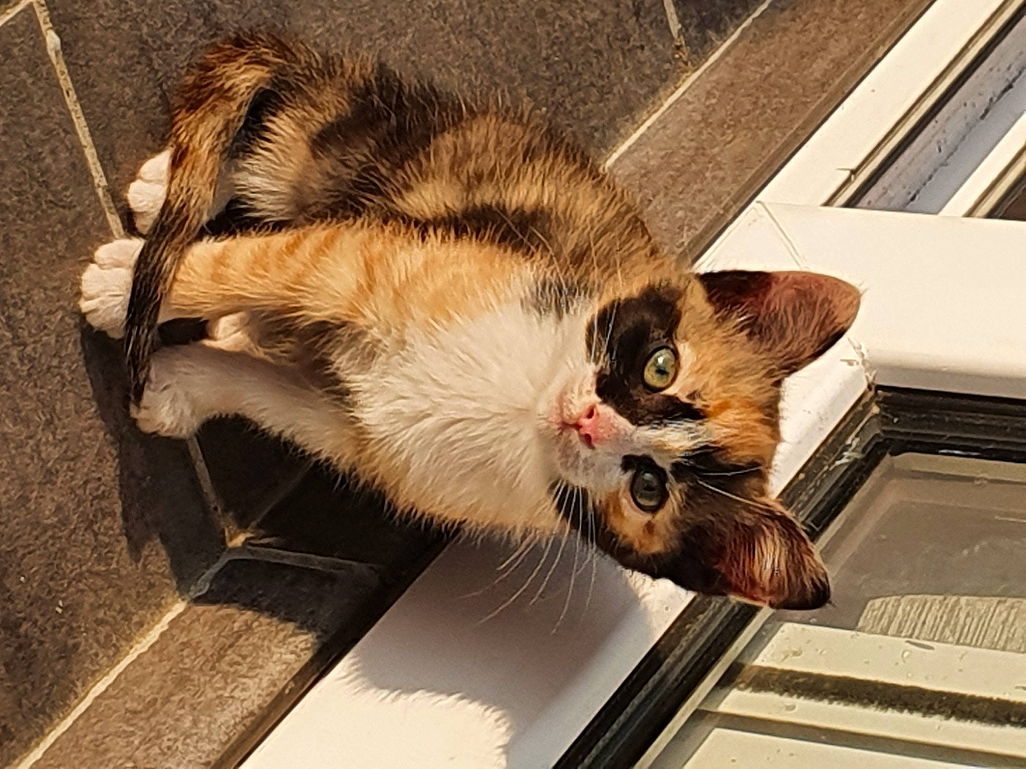 Sakine a rejoint le concours — aidez-le/la à gagner de superbes lots ! carnivore, cat, claw, domestic_short_haired_cat, fawn, felidae, foot, fur, leg, mammal, metal, paw, sitting, small_to_medium_sized_cats, snout, tail, terrestrial_animal, vertebrate, whiskers, window