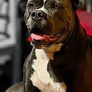 Buford is registered to the contest to win money with this photo: dog, pet, canine, muscular, tongue_out, white_chest, dark_coat, sitting, portrait, indoor, blurred_background, phone_screenshot, gallery_app, interface, animal, closeup, calm, looking_away, ears, face