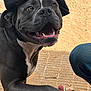 dog, animal, pet, outdoor, happy, smiling, black_beret, paw, handshake, friendly, canine, brown_eyes, short_fur, white_chest, person, jeans, dirt_ground, sunlight, closeup, companion