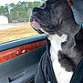 Buford joined the competition — help win amazing prizes! dog, canine, pet, beanie, hat, clothing, jacket, car, vehicle, window, nature, trees, rural, outdoor, side_view, relaxed, sitting, portrait, muzzle, close_up