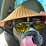 dog, sunglasses, hat, car_interior, seat, tongue, pet, canine, sunlight, closeup, animal, brown, black, white, window, reflection, summer, accessory, cute, funny