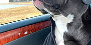 Buford is registered to the contest to win money with this photo: animal, beanie, calm, canine, car, closed_eyes, dog, grass, hat, indoors, jacket, nature, passenger_seat, pet, portrait, relaxed, side_view, travel, trees, window