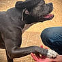 Buford joined the competition — help win amazing prizes! dog, black_dog, white_paws, sock_hat, handshake, person, jeans, boots, outdoor, dirt_ground, pet, animal, playful, interaction, paw, canine, companion, friendly, cute, funny