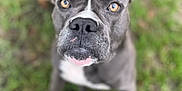 Buford joined the competition — help win amazing prizes! dog, pet, animal, outdoor, grass, close_up, face, canine, portrait, brown_eyes, grey_fur, looking_up, nature, muzzle, ears, domestic_animal, friendly, alert, companion, cute