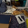 cat, bed, blanket, remote_control, laptop, cardboard_box, laundry_basket, clutter, shoes, blanket_pile, indoor, striped_bedspread, orange_cat, white_cat, resting_cat, cozy, furniture, home, paper_towel, electronics