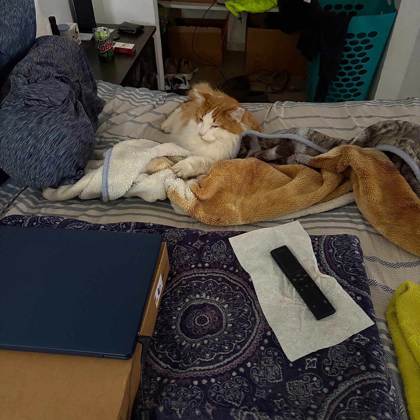 Cheddar