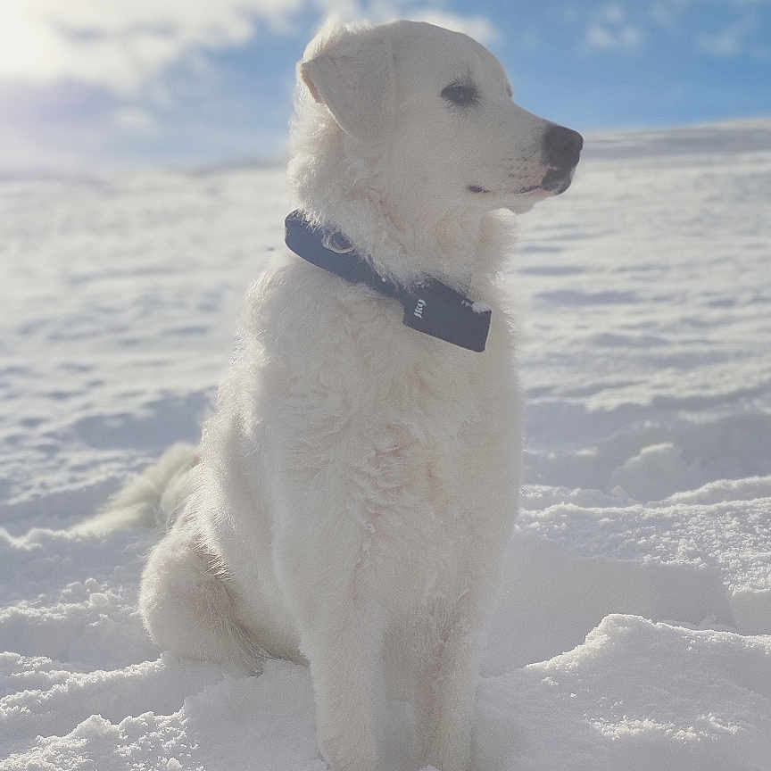 Lily a rejoint le concours — aidez-le/la à gagner de superbes lots ! dog, white_dog, snow, outdoor, clouds, sky, collar, sitting, fluffy, pet, animal, winter, cold, nature, daylight, landscape, canine, fur, peaceful, serene
