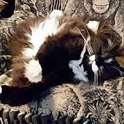 Tazz is registered to the contest to win money with this photo: cat, black_and_white, fluffy, sleeping, curled_up, pet, animal, whiskers, fur, tuxedo_cat, blanket, chair, indoor, home, patterned_fabric, zebra, monkey, portrait, cozy, relaxing