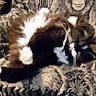 cat, black_and_white, fluffy, sleeping, curled_up, pet, animal, whiskers, fur, tuxedo_cat, blanket, chair, indoor, home, patterned_fabric, zebra, monkey, portrait, cozy, relaxing