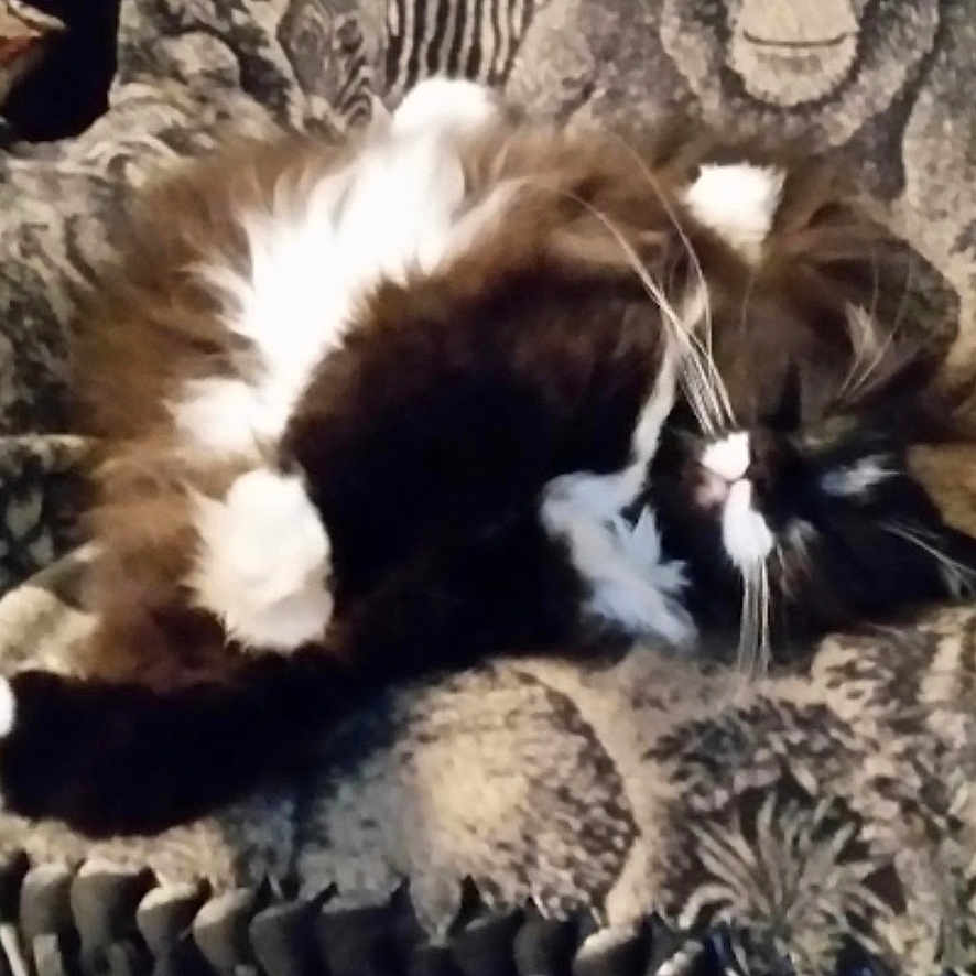 Tazz is registered to the contest to win money with this photo: cat, black_and_white, fluffy, sleeping, curled_up, pet, animal, whiskers, fur, tuxedo_cat, blanket, chair, indoor, home, patterned_fabric, zebra, monkey, portrait, cozy, relaxing