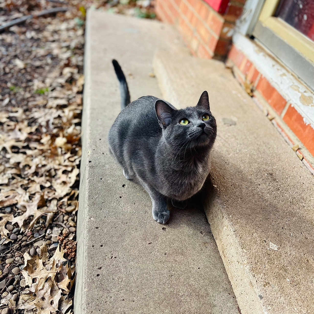 Trick is registered to the contest to win money with this photo: abyssinian, animal, architecture, blackcat, brick, building, cat, city, housing, kitten, manx, path, pet, road, slate, soil, street, urban, window, windowsill