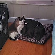 Koa is registered to the contest to win money with this photo: cat, dog, pet_bed, indoor, wooden_floor, crate, couch, black_dog, brown_and_white_cat, resting, sleeping_dog, animal, companion, feline, canine, quiet, home, cozy, relaxed, furniture