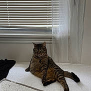 Booger is registered to the contest to win money with this photo: bed, bedding, blinds, cat, collar, cozy, curtain, fur, home, indoor, lounging, natural_light, paws, pet, portrait, relaxed, tabby_cat, tag, tail, window