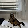 bed, bedding, blinds, cat, collar, cozy, curtain, fur, home, indoor, lounging, natural_light, paws, pet, portrait, relaxed, tabby_cat, tag, tail, window