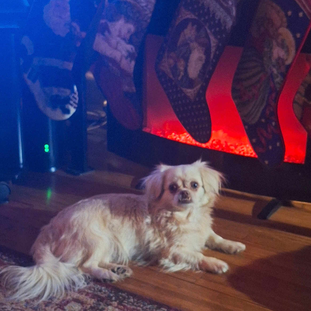 Wini is registered to the contest to win money with this photo: animal, christmas_stockings, comfort, cozy, cream_colored, decor, dog, festive, fireplace, floor_rug, fur, holiday_decor, home, indoor, long_hair, lying_down, pet, relaxed, warm_light, wooden_floor