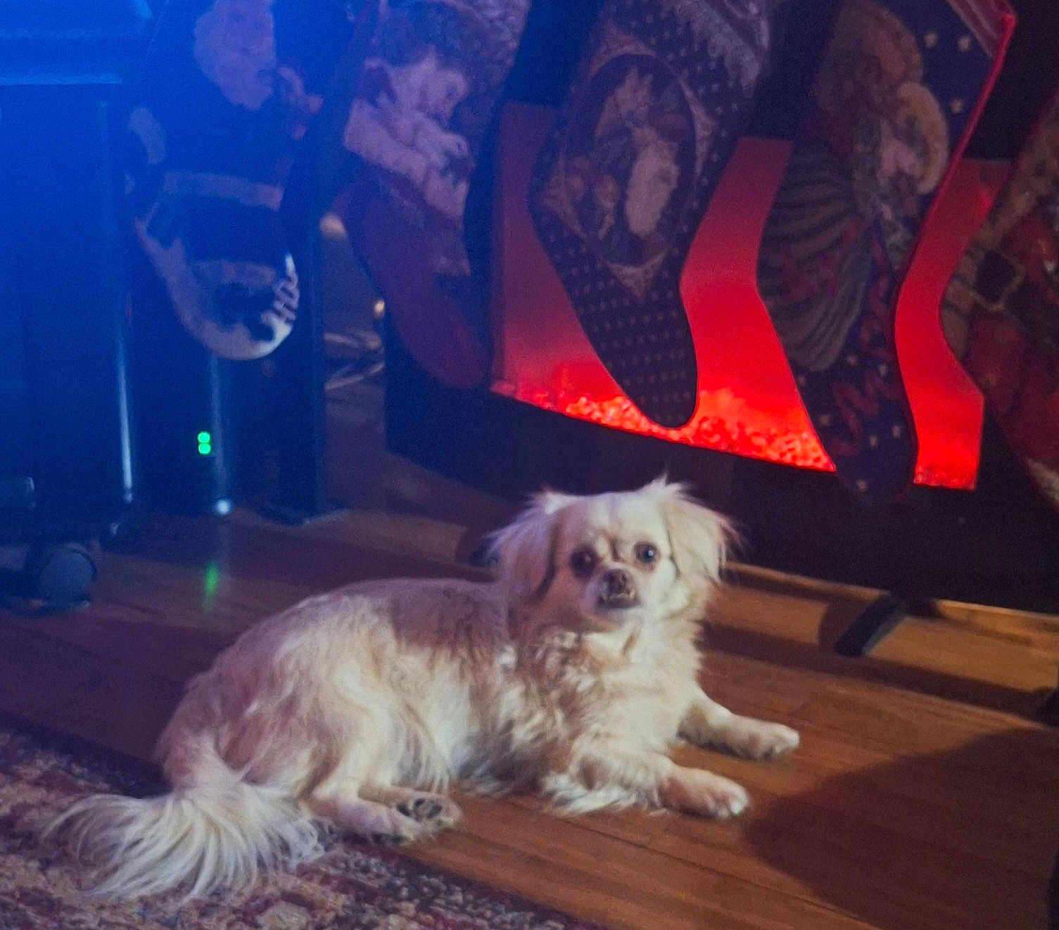 Wini is registered to the contest to win money with this photo: dog, cream_colored, long_hair, lying_down, wooden_floor, fireplace, christmas_stockings, holiday_decor, warm_light, indoor, pet, cozy, festive, animal, fur, home, relaxed, floor_rug, decor, comfort