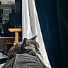 Paillette participe au concours pour gagner de l'argent avec cette photo : animal, cat, couch, cozy, curtains, ears, feline, fur, gray_cat, home, indoor, paw, pet, portrait, relaxed, sleeping, sofa, sunlight, whiskers, window