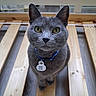 Paillette a rejoint le concours — aidez-le/la à gagner de superbes lots ! alert, animal, blue_collar, cat, centered, close_up, feline, gray_cat, green_eyes, indoor, pet, photography, portrait, qr_code, railing, standing, tag, whiskers, wood, wooden_surface