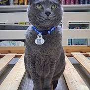 Paillette participe au concours pour gagner de l'argent avec cette photo : cans, cat, centered, closeup, collar, colorful, ears, fur, gray_cat, green_eyes, indoor, pet_tag, photography, portrait, qr_code, shelf, sitting, warehouse, whiskers, wooden_bench