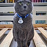 cans, cat, centered, closeup, collar, colorful, ears, fur, gray_cat, green_eyes, indoor, pet_tag, photography, portrait, qr_code, shelf, sitting, warehouse, whiskers, wooden_bench