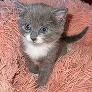 Shelby joined the competition — help win amazing prizes! kitten, cat, gray_cat, white_markings, fluffy_blanket, pink_blanket, cute, pet, animal, young, fur, whiskers, indoor, small, soft_texture, playful, curious, domestic_cat, feline, closeup