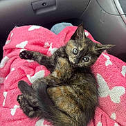 Cadi is registered to the contest to win money with this photo: kitten, cat, tortoiseshell, pet, animal, feline, blanket, pink, white, butterfly_pattern, car_interior, seat, cute, fluffy, laying, young, fur, whiskers, eyes, paws
