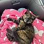 kitten, cat, tortoiseshell, pet, animal, feline, blanket, pink, white, butterfly_pattern, car_interior, seat, cute, fluffy, laying, young, fur, whiskers, eyes, paws
